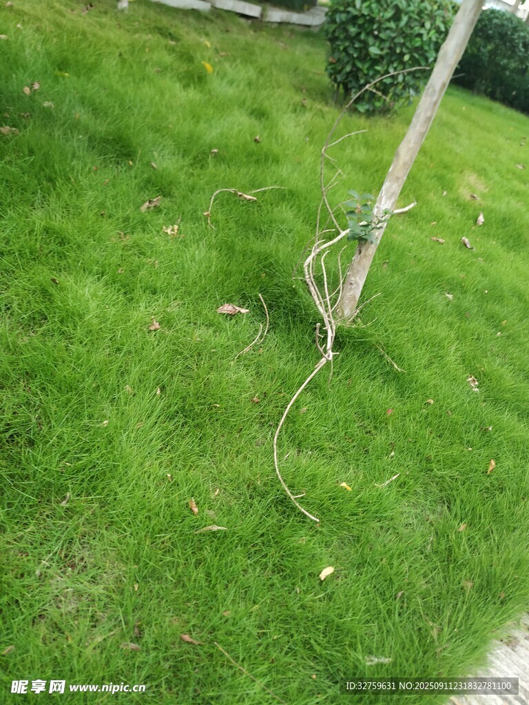 草地上纏繞樹干的電線
