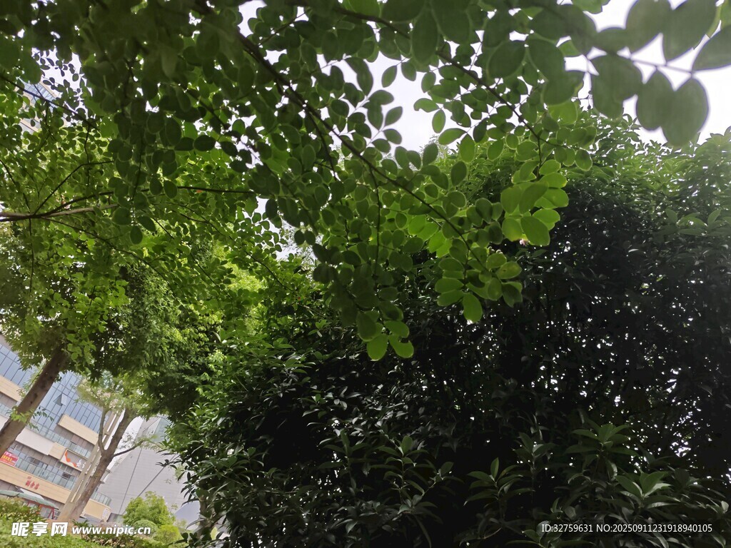 綠葉繁茂的樹木景觀