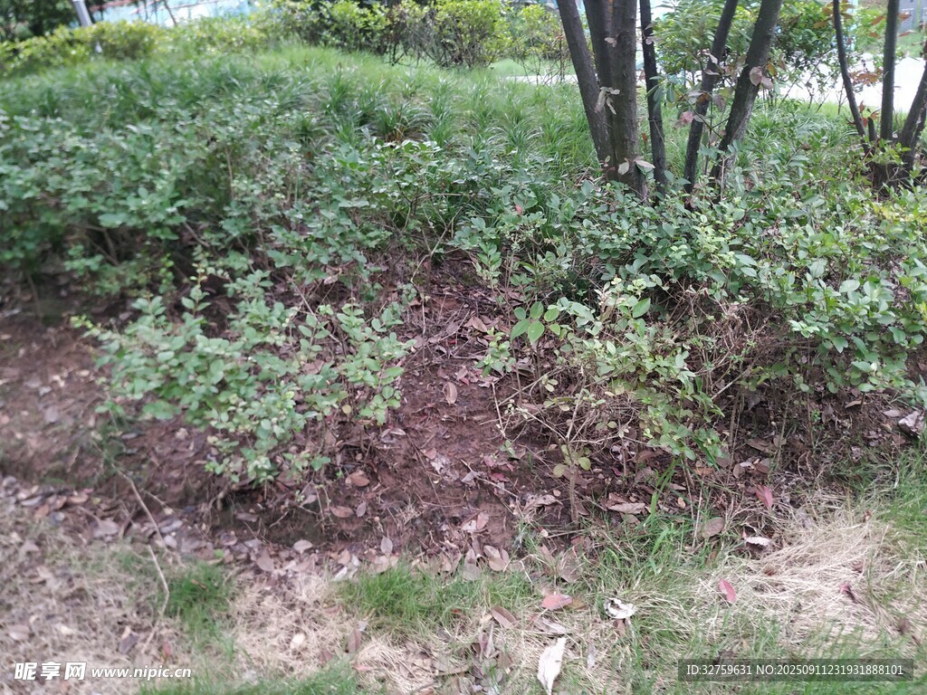 戶(hù)外綠植景觀