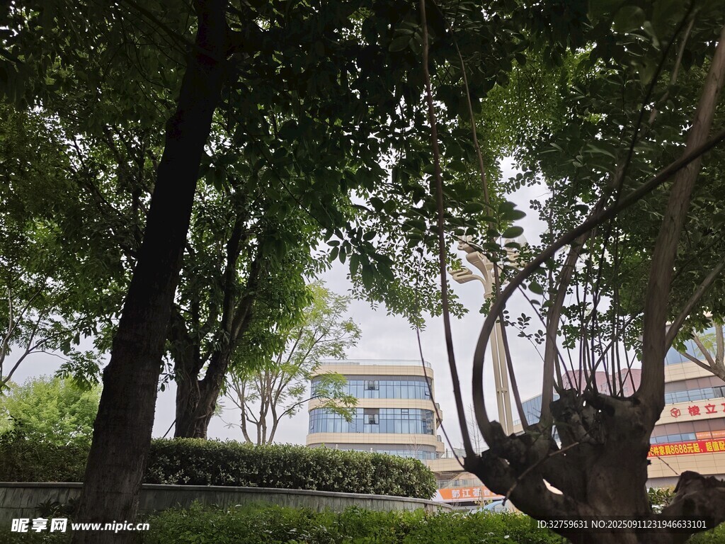 綠樹環(huán)繞的靜謐戶外景致