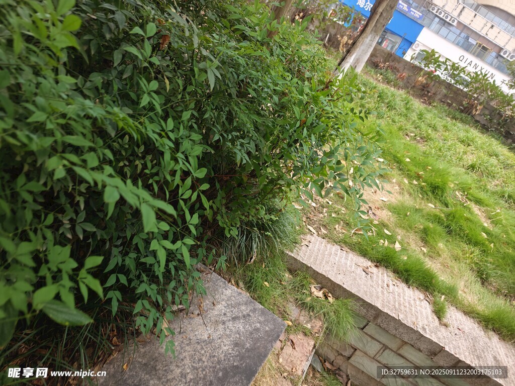 路邊繁茂綠植景象