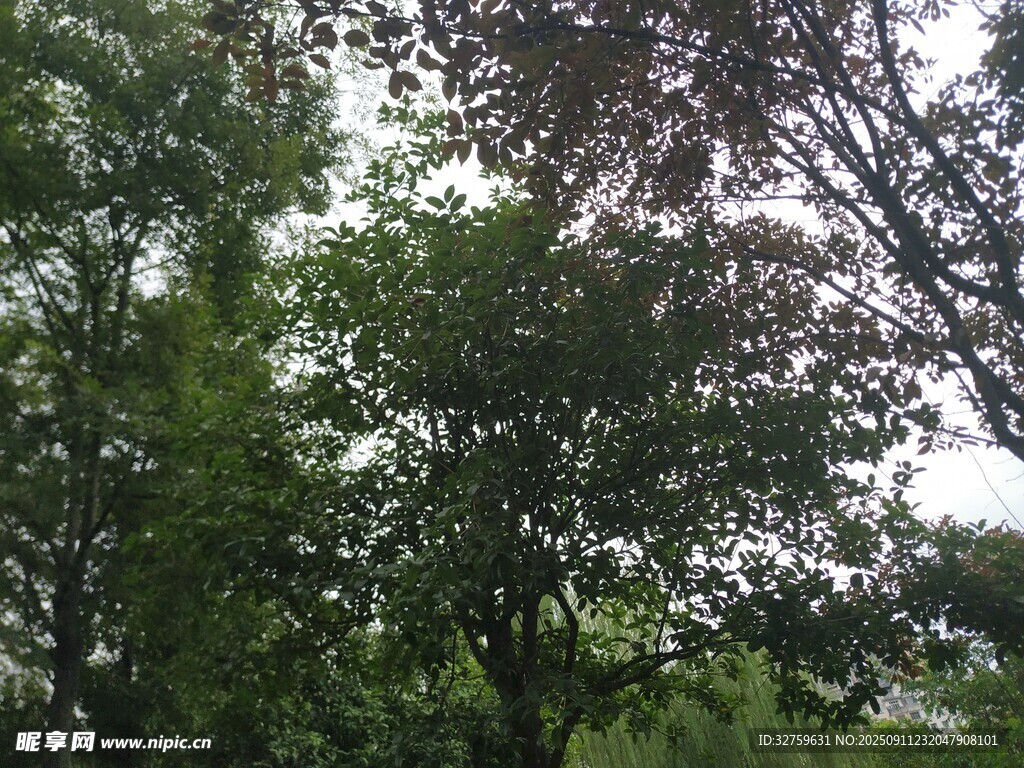 茂密樹林中的綠意景致