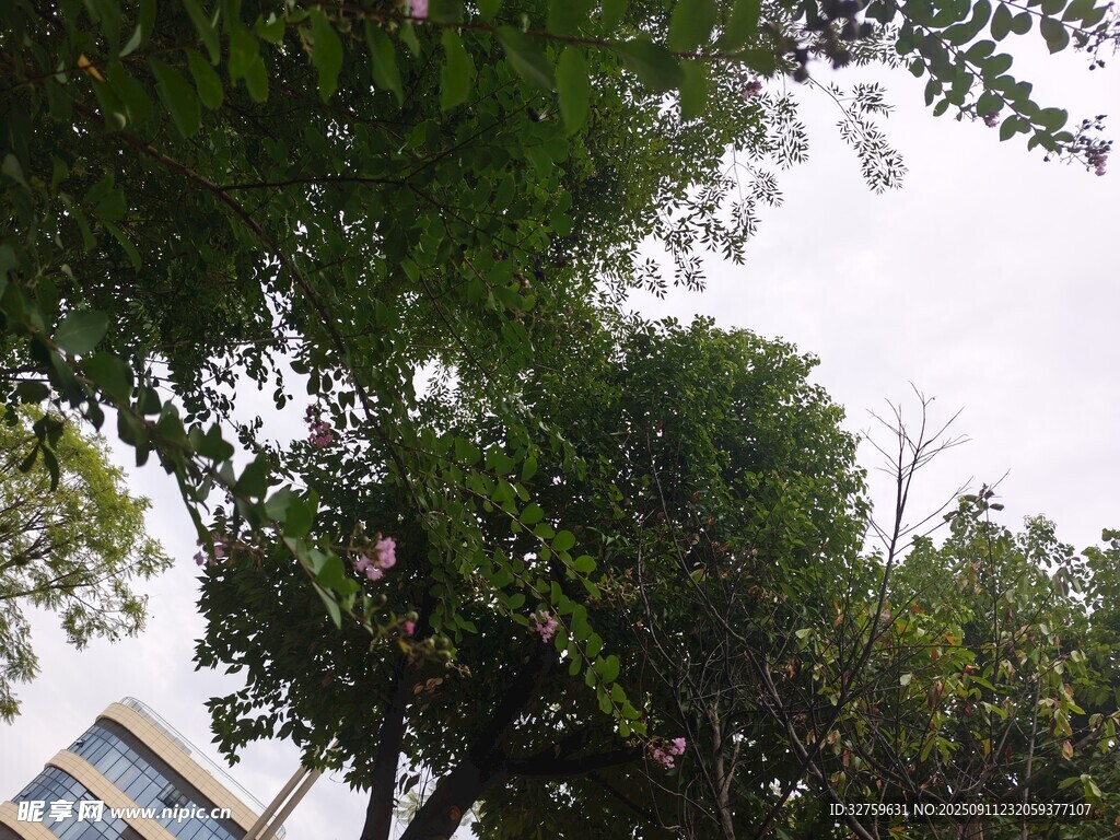 綠樹掩映下的建筑一角