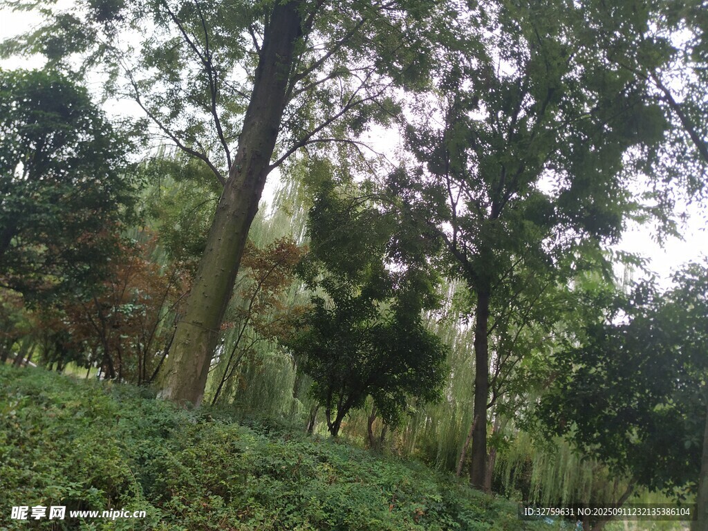茂密樹林中的綠意景致