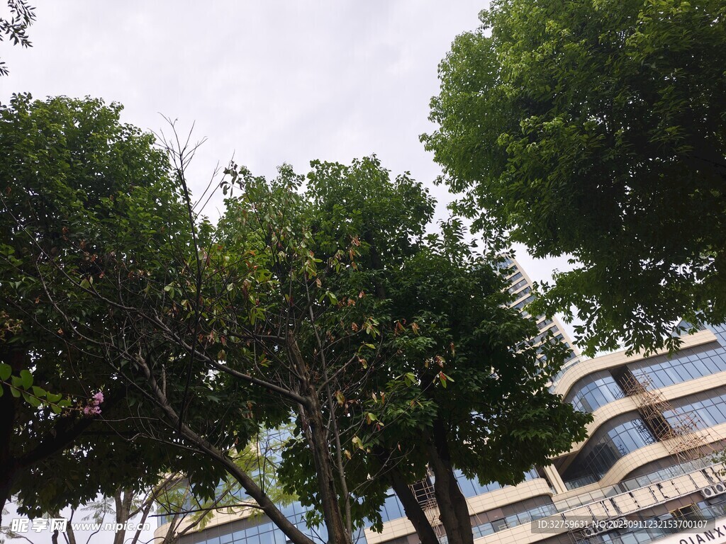 綠樹掩映下的現(xiàn)代建筑