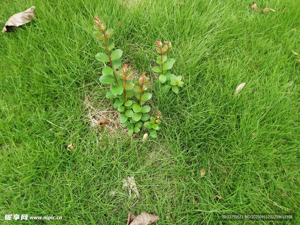 草地上的綠植與落葉