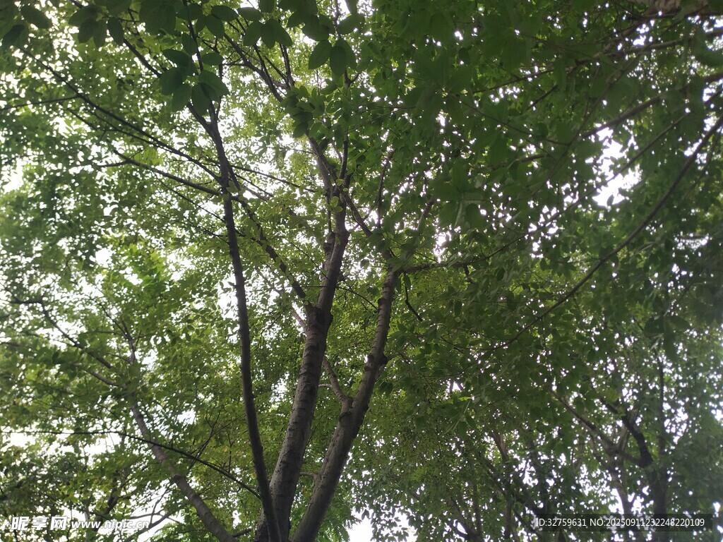 仰視茂密樹林綠意盎然