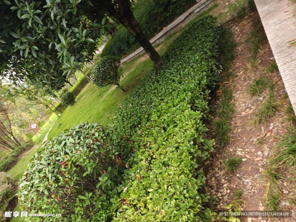 綠意盎然的園林景觀一角