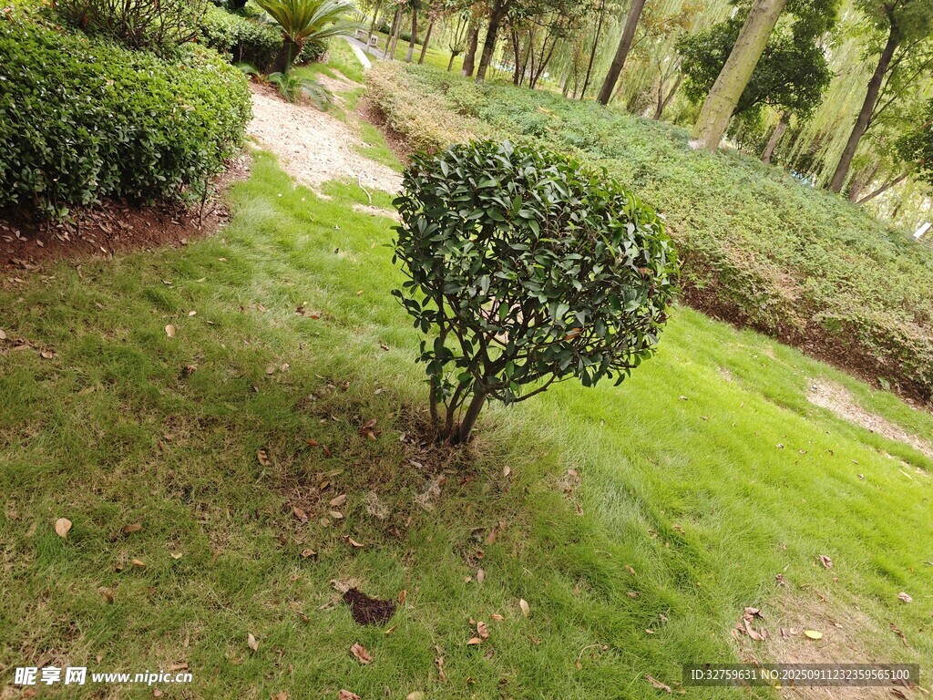 園林中的精致灌木景觀
