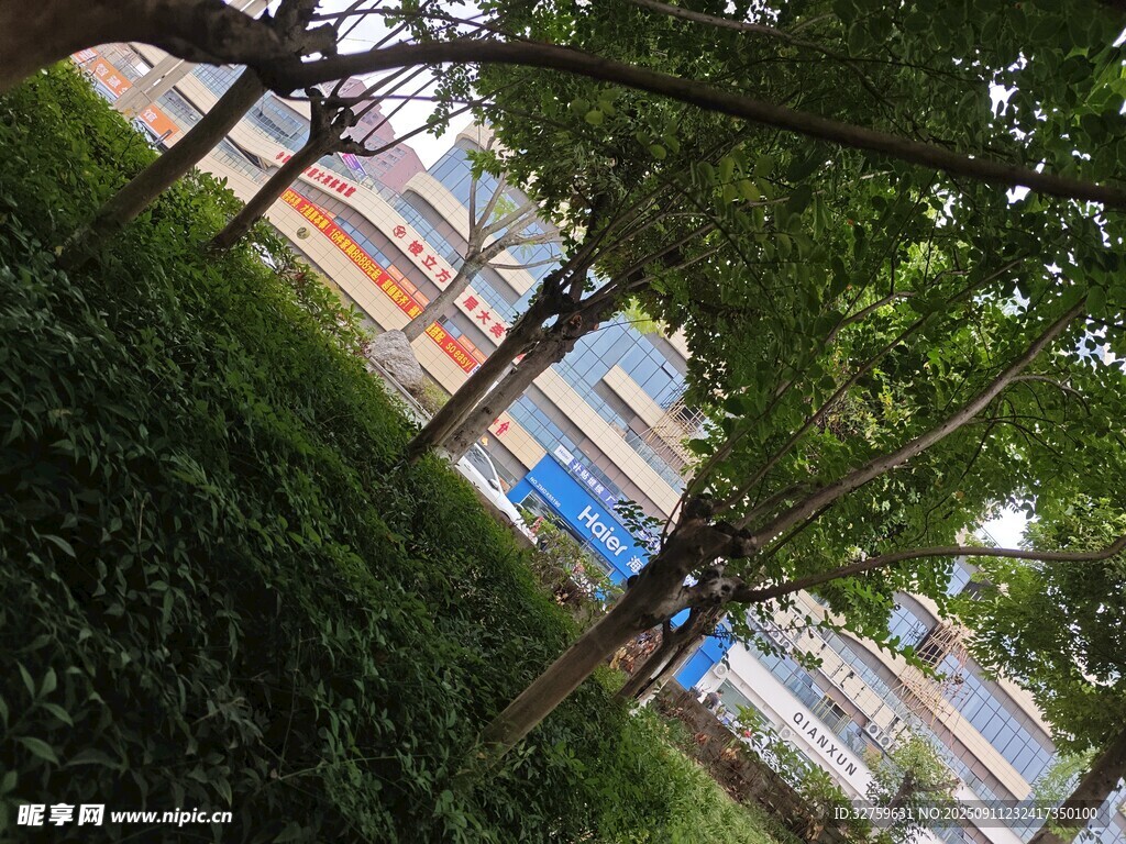 透過枝葉看多彩建筑