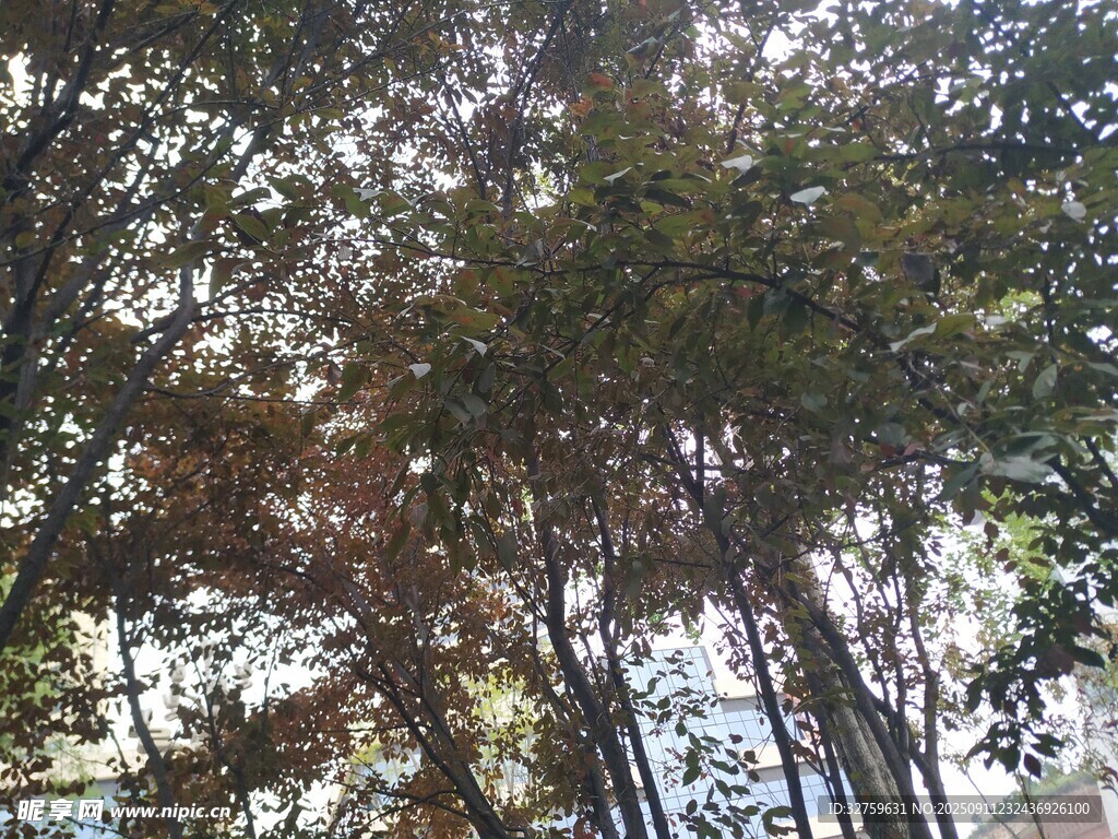 仰視茂密樹林
