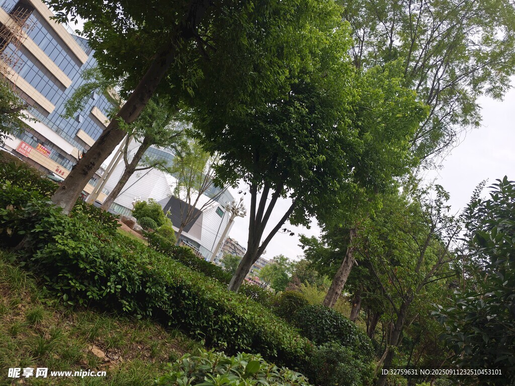 城市中蔥郁的綠植景觀