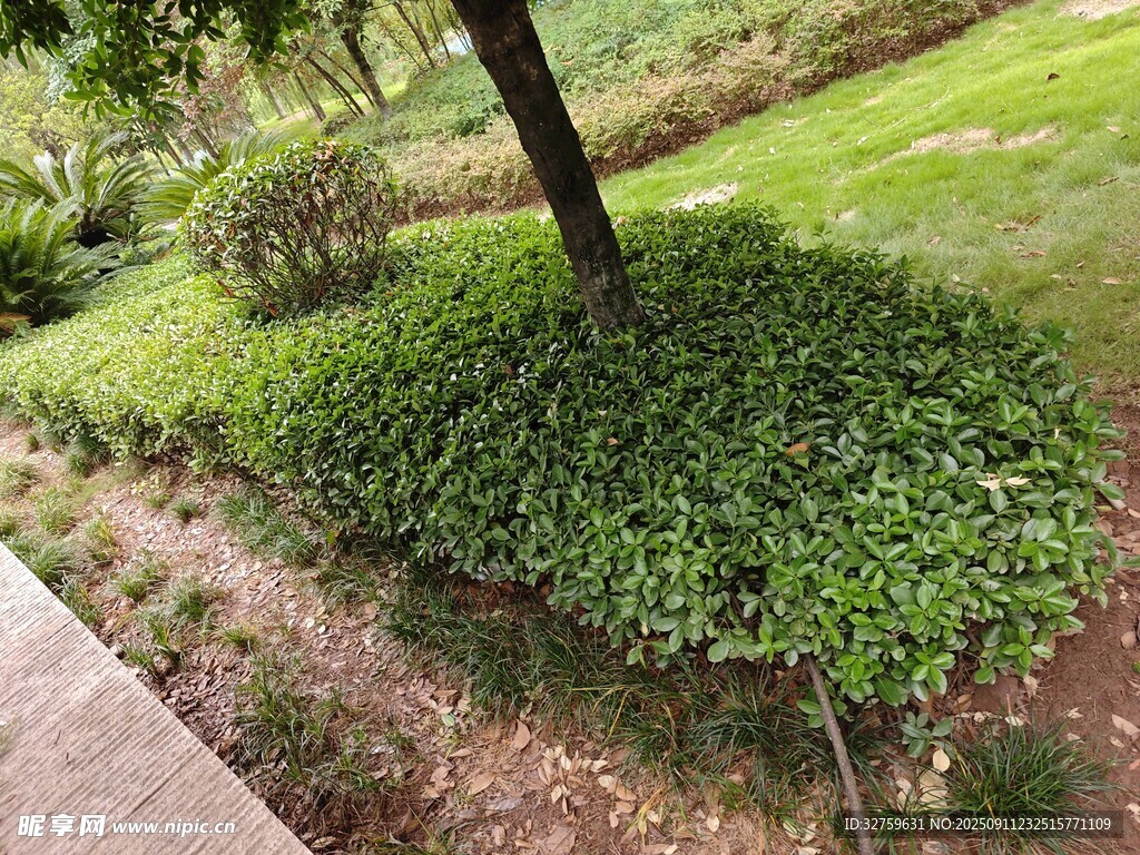 樹下綠植景觀