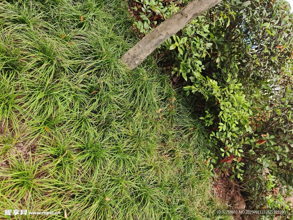 戶外草地綠植景象