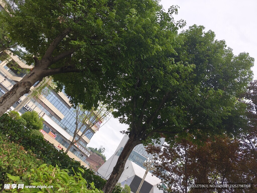 城市中蔥郁的綠樹景觀