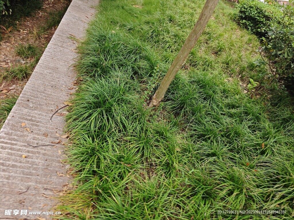 小徑旁的翠綠草叢