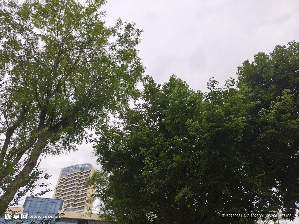 城市中蔥郁的綠樹景觀