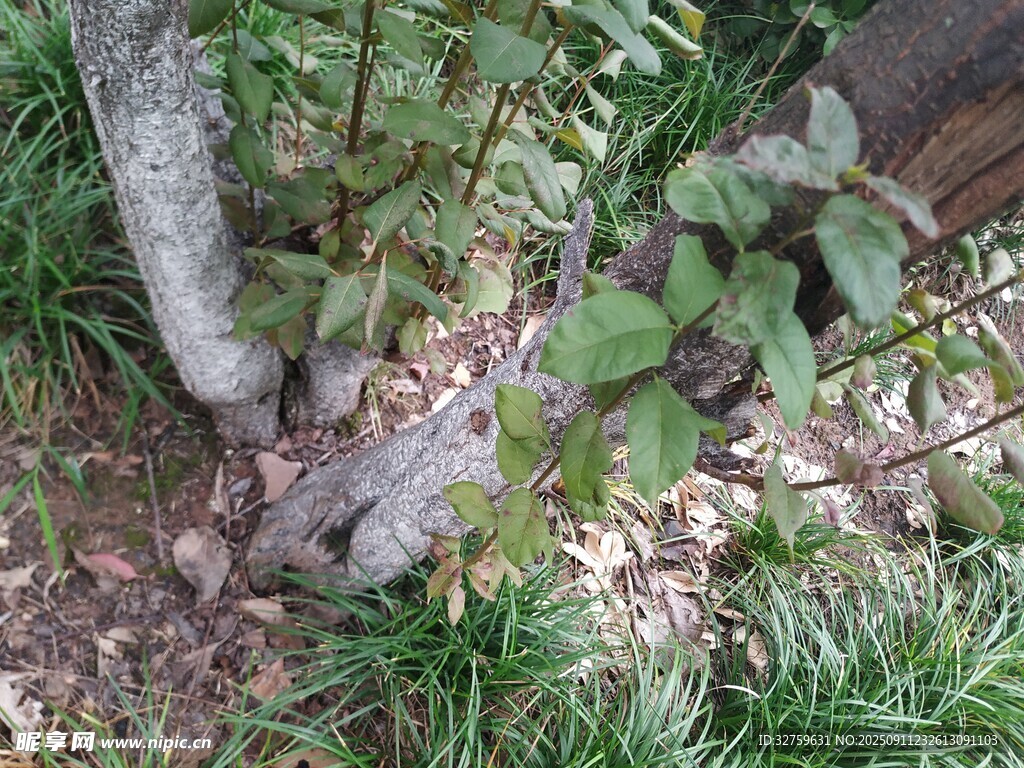 墻角綠植與石塊景象