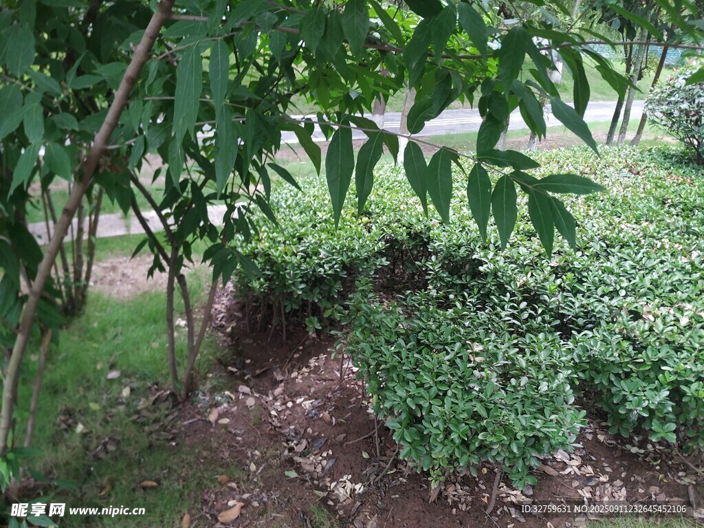 綠意盎然的林間植物景觀