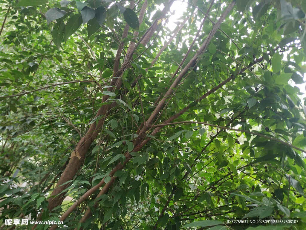 茂密樹林中的繁茂枝葉