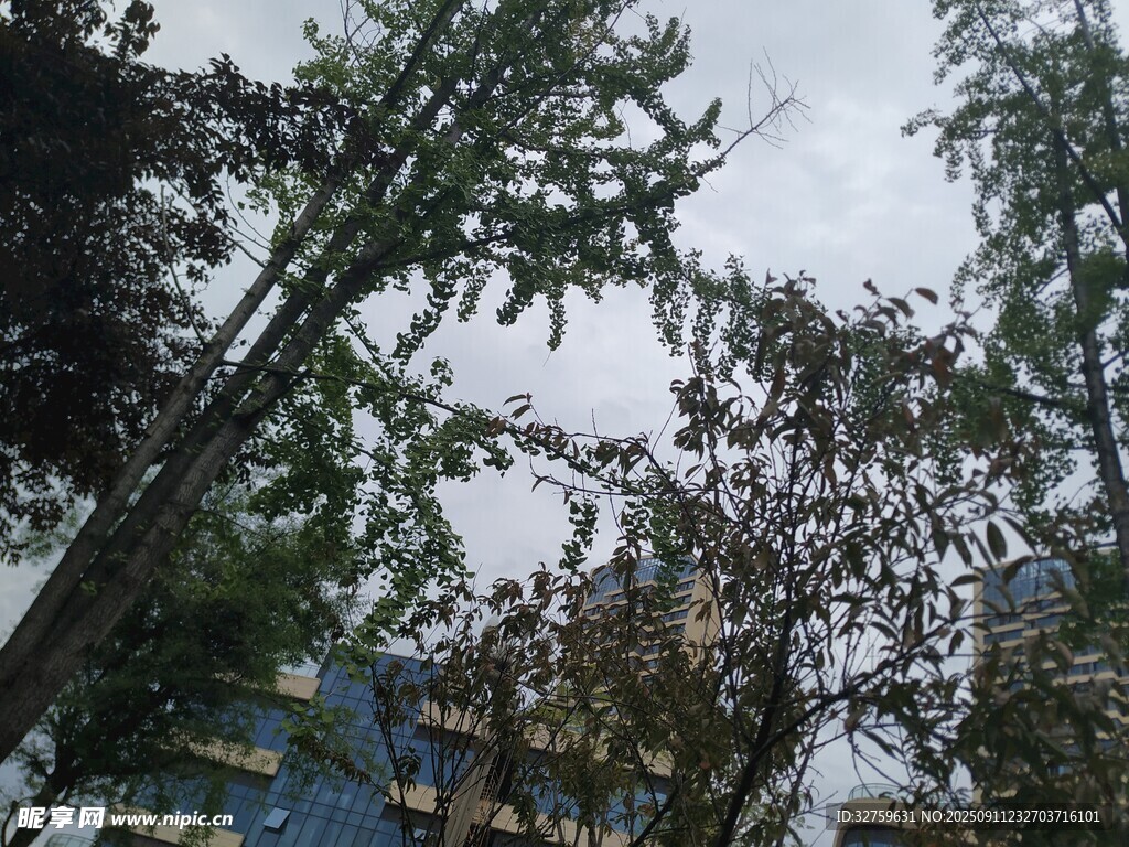 戶(hù)外樹(shù)木枝葉景觀