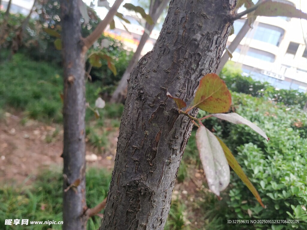 樹干上的奇特白色物體