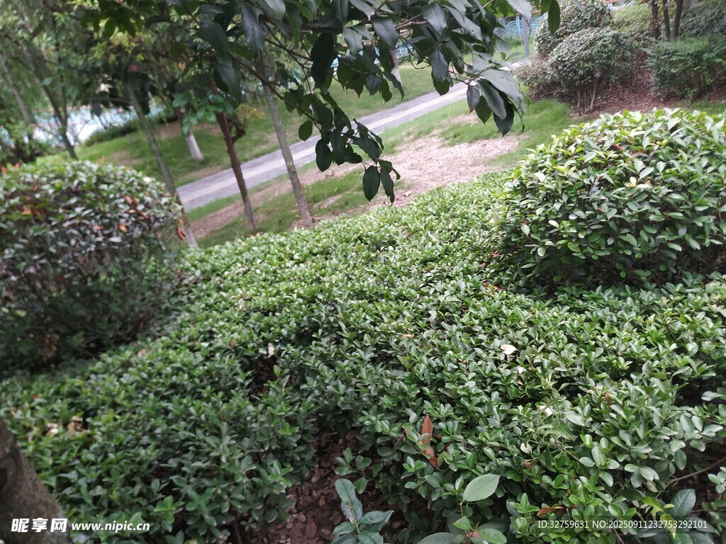 綠意盎然的園林植物景觀