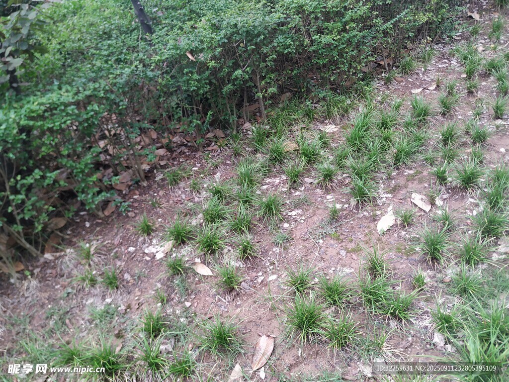 林間新植松苗場景