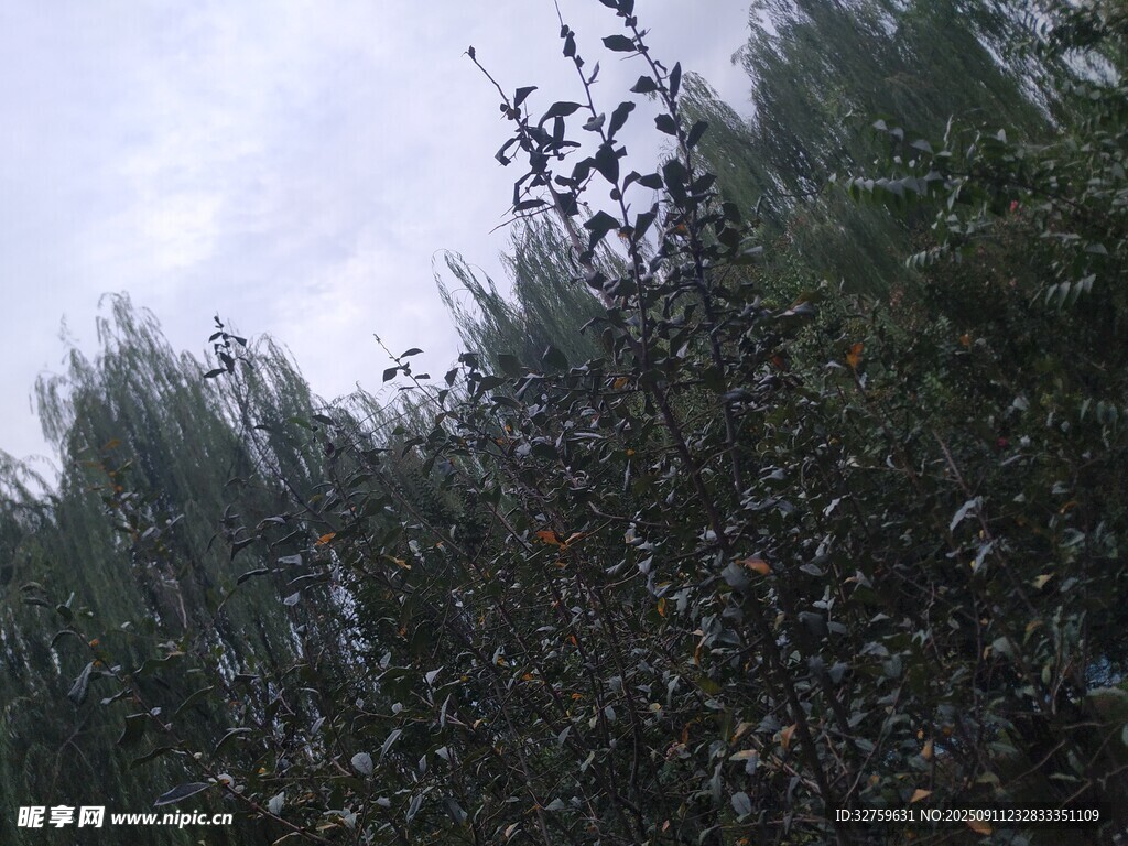 枝葉繁茂的綠植景觀