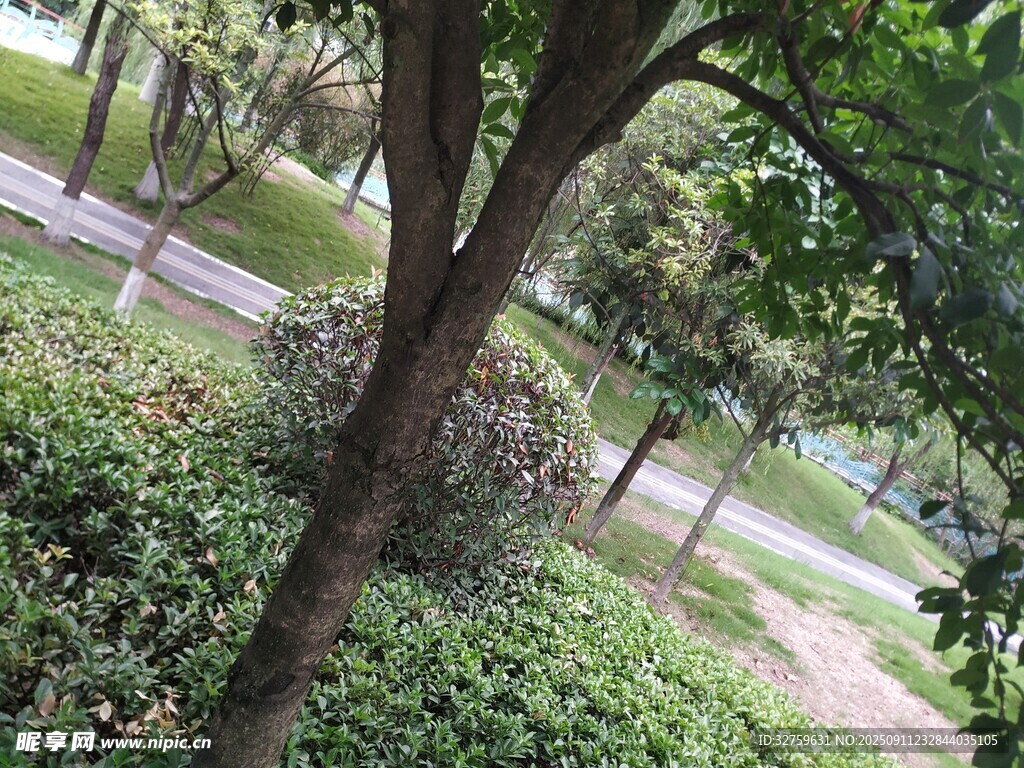 林間綠意盎然的自然景致