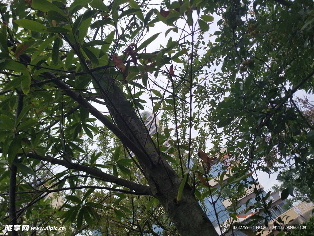 仰視繁茂樹(shù)枝與天空景象