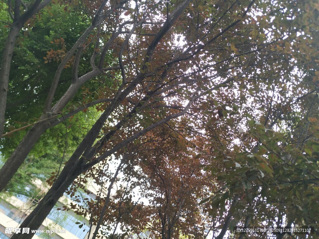 透過(guò)樹(shù)枝看斑駁光影