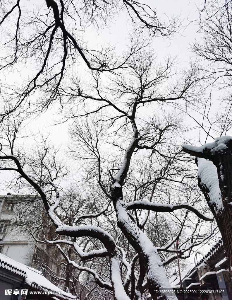 雪覆樹枝的冬日景象