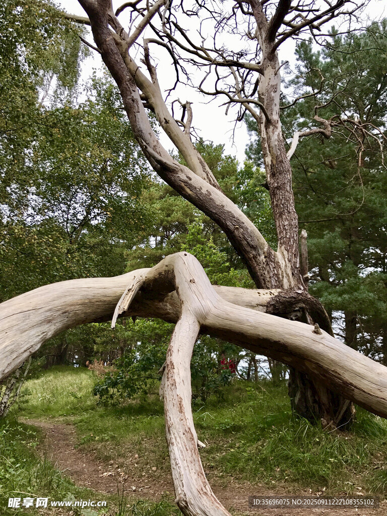 扭曲古松展現(xiàn)獨(dú)特姿態(tài)