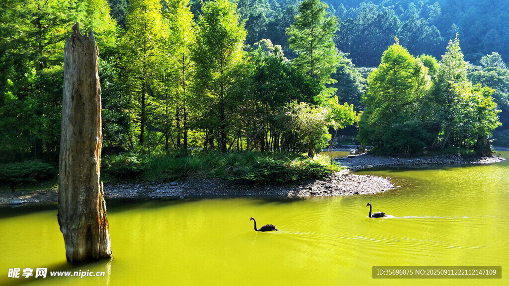湖畔森林美景