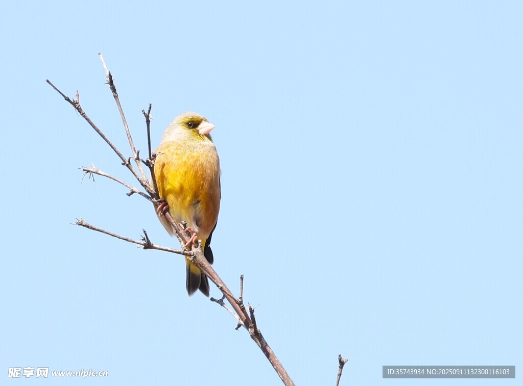 枝頭黃鳥
