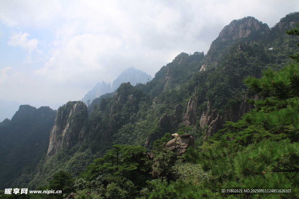 黃山巍峨青山間的蔥郁松景
