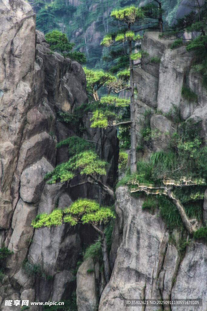 黃山懸崖峭壁上的翠綠松樹