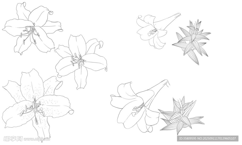 百合花卉線稿圖案設(shè)計(jì)素材