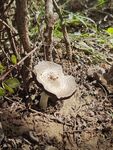 遼寧大連大醫(yī)野生假根蘑菇實(shí)拍