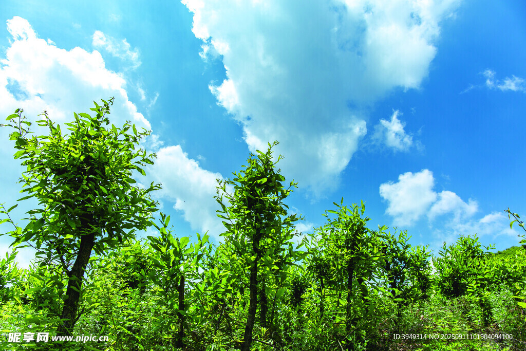 藍天白云下的蔥郁樹林
