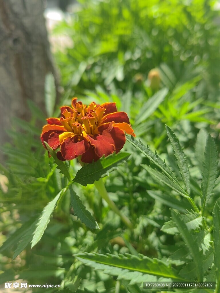 鮮艷萬壽菊綻放綠意間