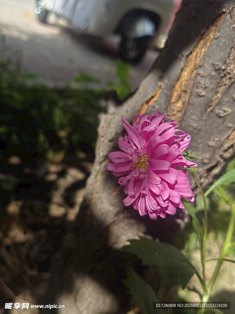 路邊綻放的粉色小花