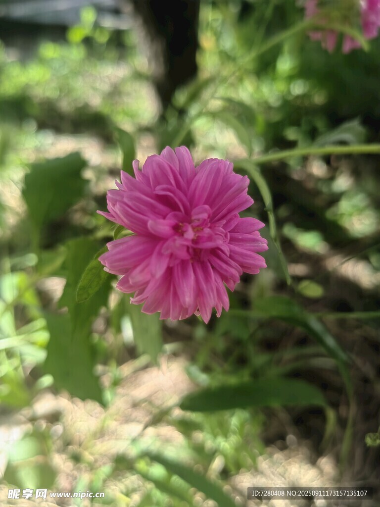 嬌艷粉色石竹花