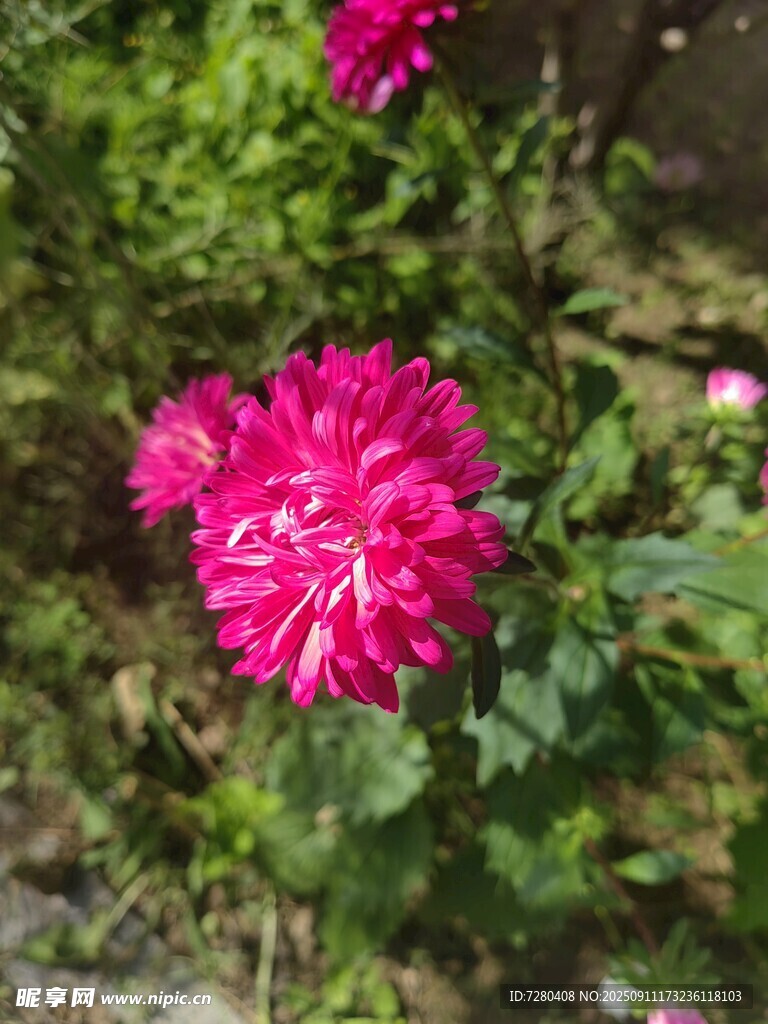 嬌艷盛開的玫紅色菊花