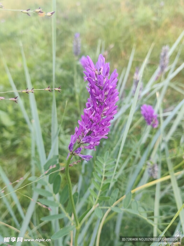 紫色花草綻放于綠野間