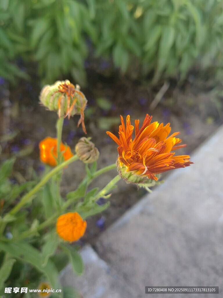 橙色小花綻放于綠葉間