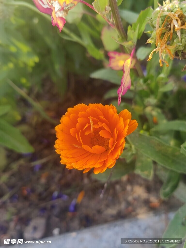 嬌艷橙色花朵特寫(xiě)