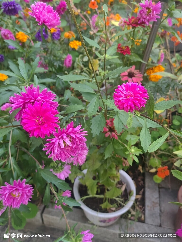 多彩艷麗盆栽花卉綻放