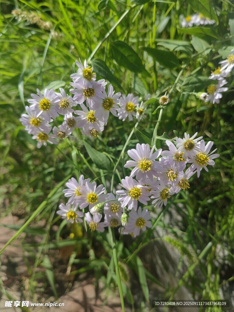 田野中的美麗紫白小花